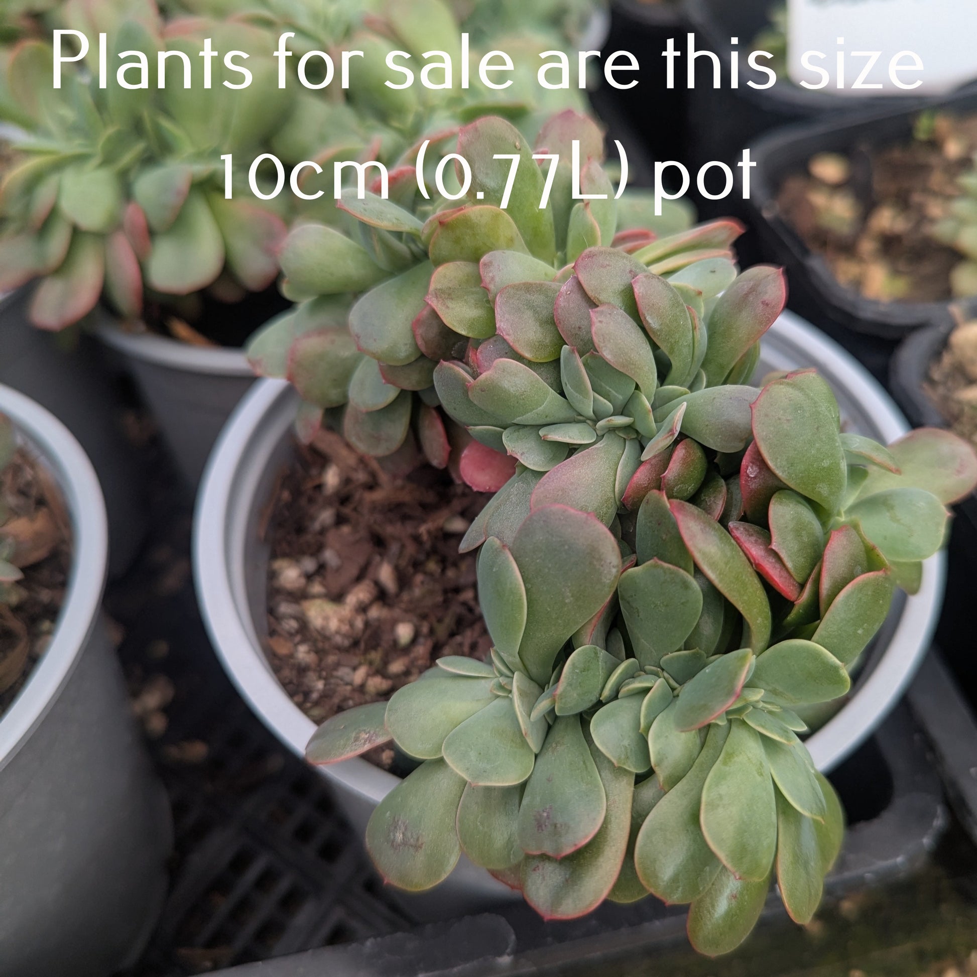 briar rose succulent Echeveria Briar Rose Cristata