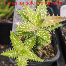 Load image into Gallery viewer, Aloe Juvenna | Tiger Tooth Aloe
