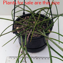 Load image into Gallery viewer, Rhipsalis Capilliformis | Mistletoe Cactus
