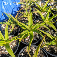 Load image into Gallery viewer, Aloe Bush Baby Yellow
