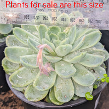 Load image into Gallery viewer, Echeveria Elegans | Mexican Snowball
