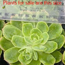 Load image into Gallery viewer, Echeveria Green Rose
