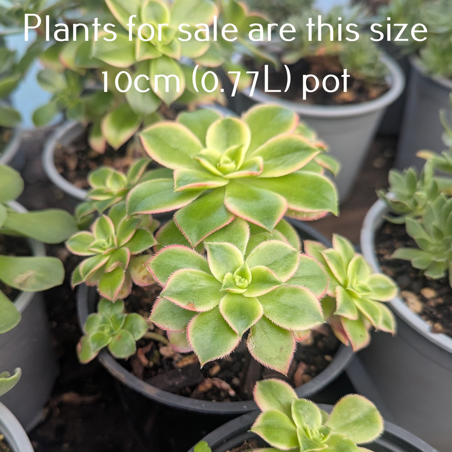 Aeonium Decorum Variegata