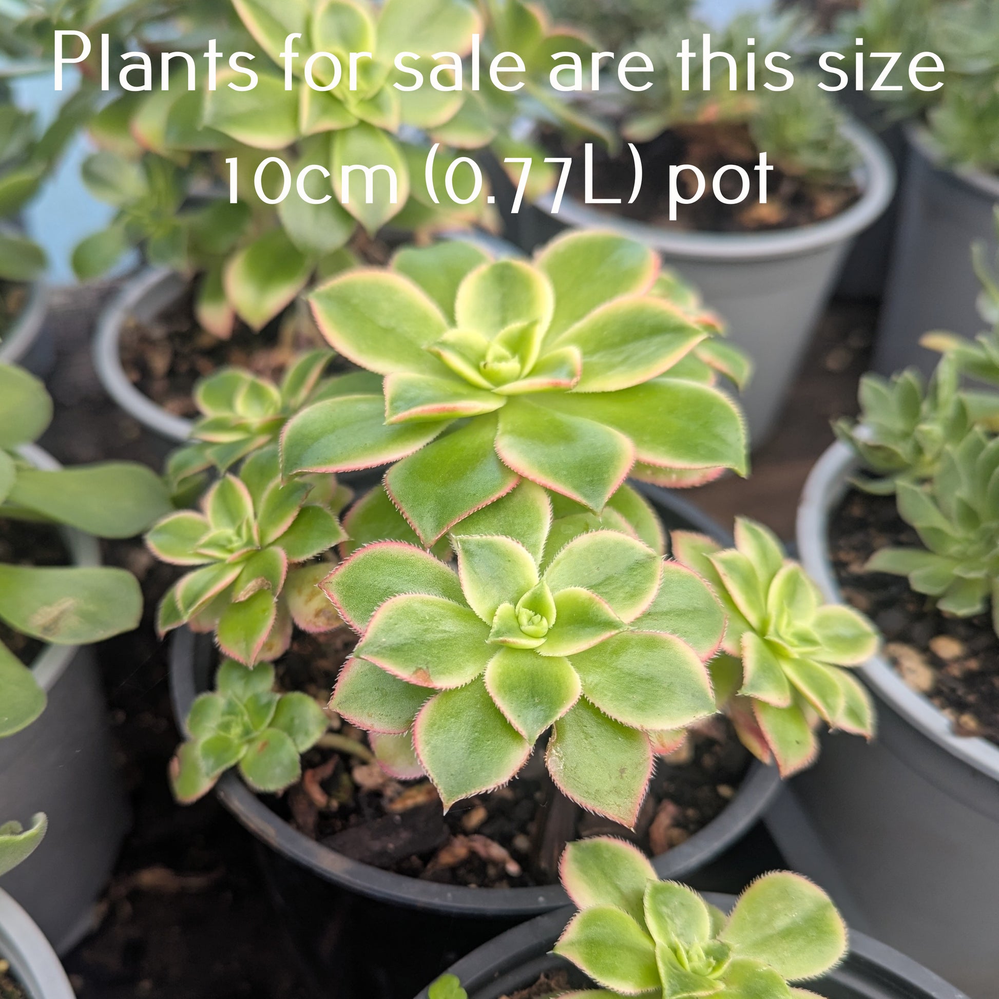 Aeonium Decorum Variegata