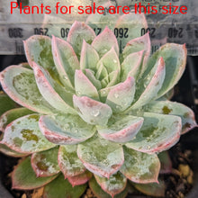 Load image into Gallery viewer, Echeveria Violet Queen
