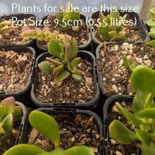 Load image into Gallery viewer, Crassula Ovata Ruby

