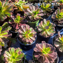 Load image into Gallery viewer, Aeonium Arboreum Velour

