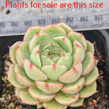 Load image into Gallery viewer, Echeveria Kircheriana
