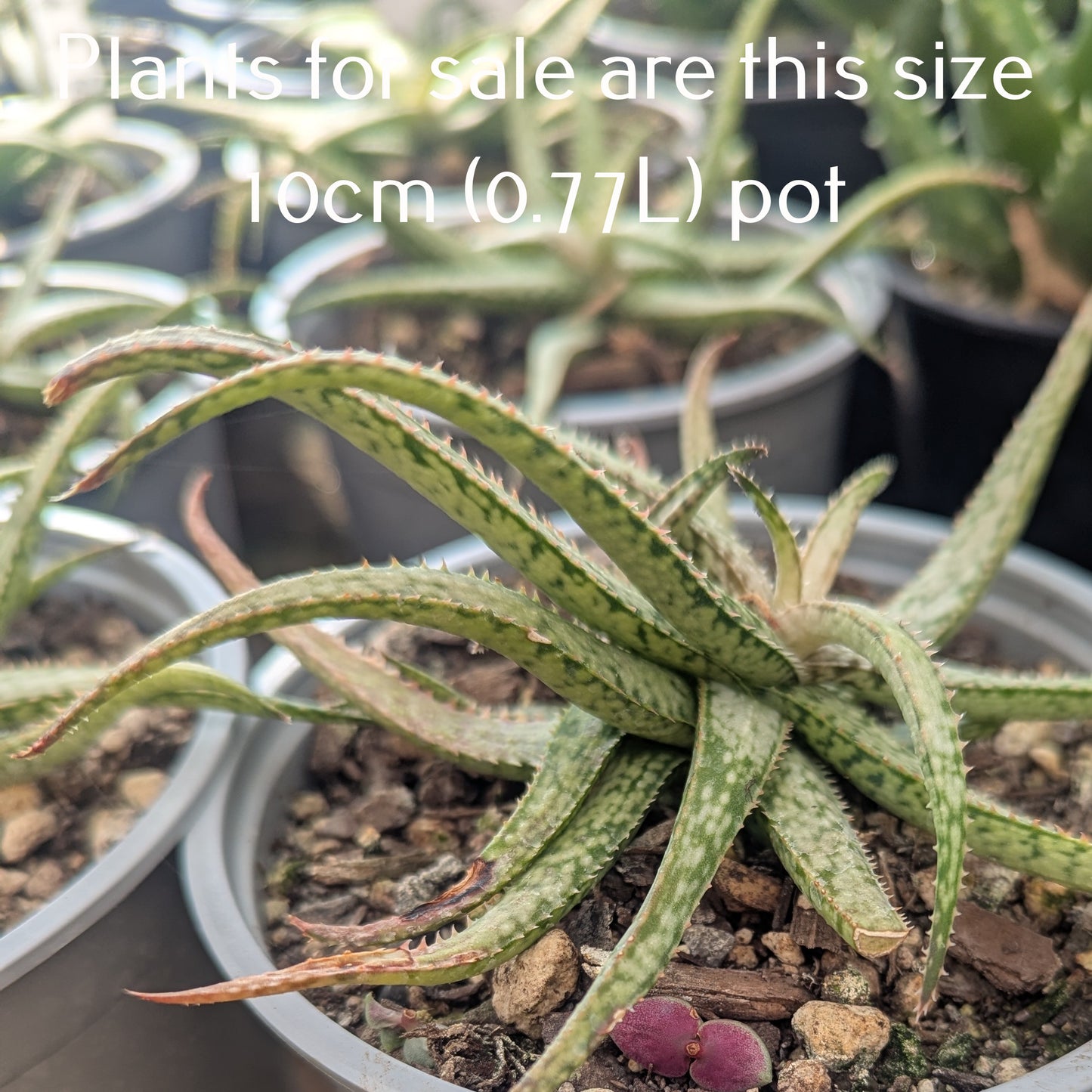 Aloe Bellatula