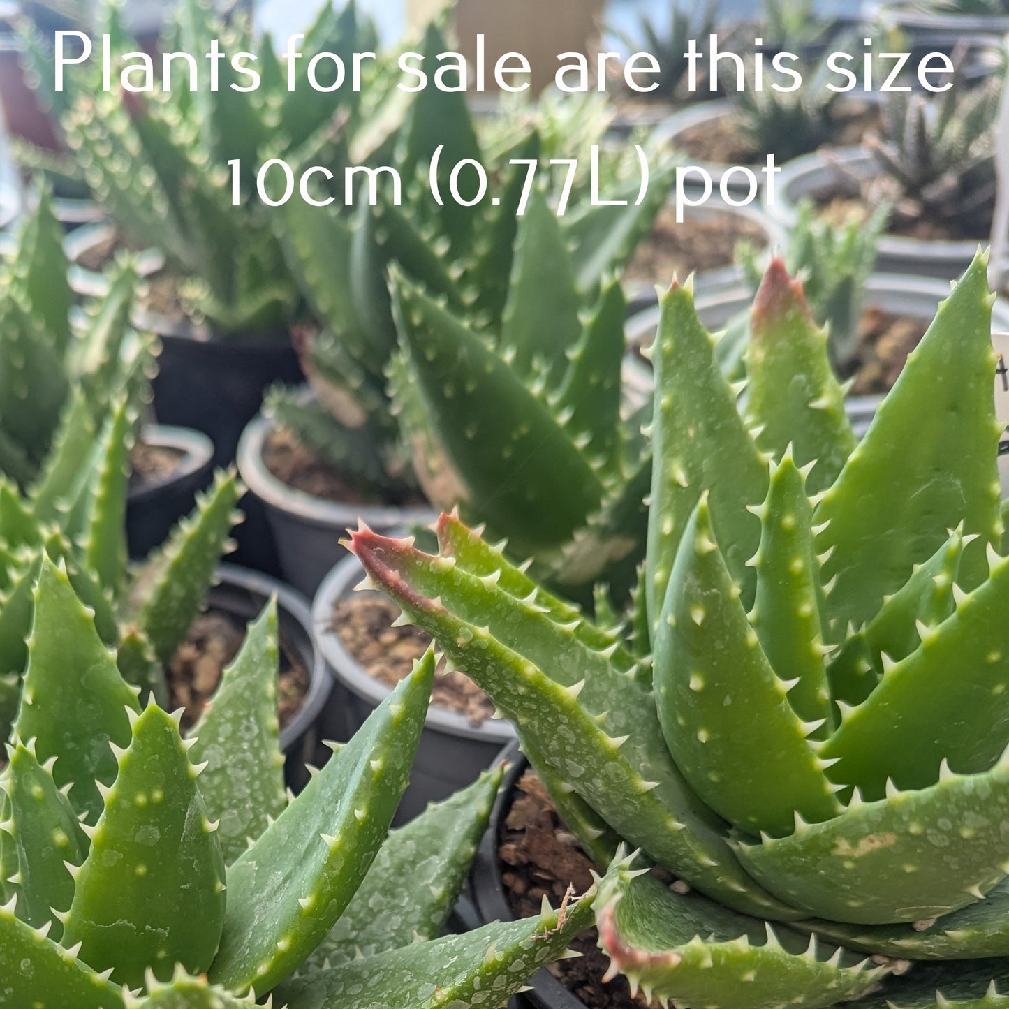 Aloe Nobilis | Golden Toothed Aloe