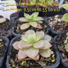 Load image into Gallery viewer, Graptopetalum Superbum | Beautiful Graptopetalum
