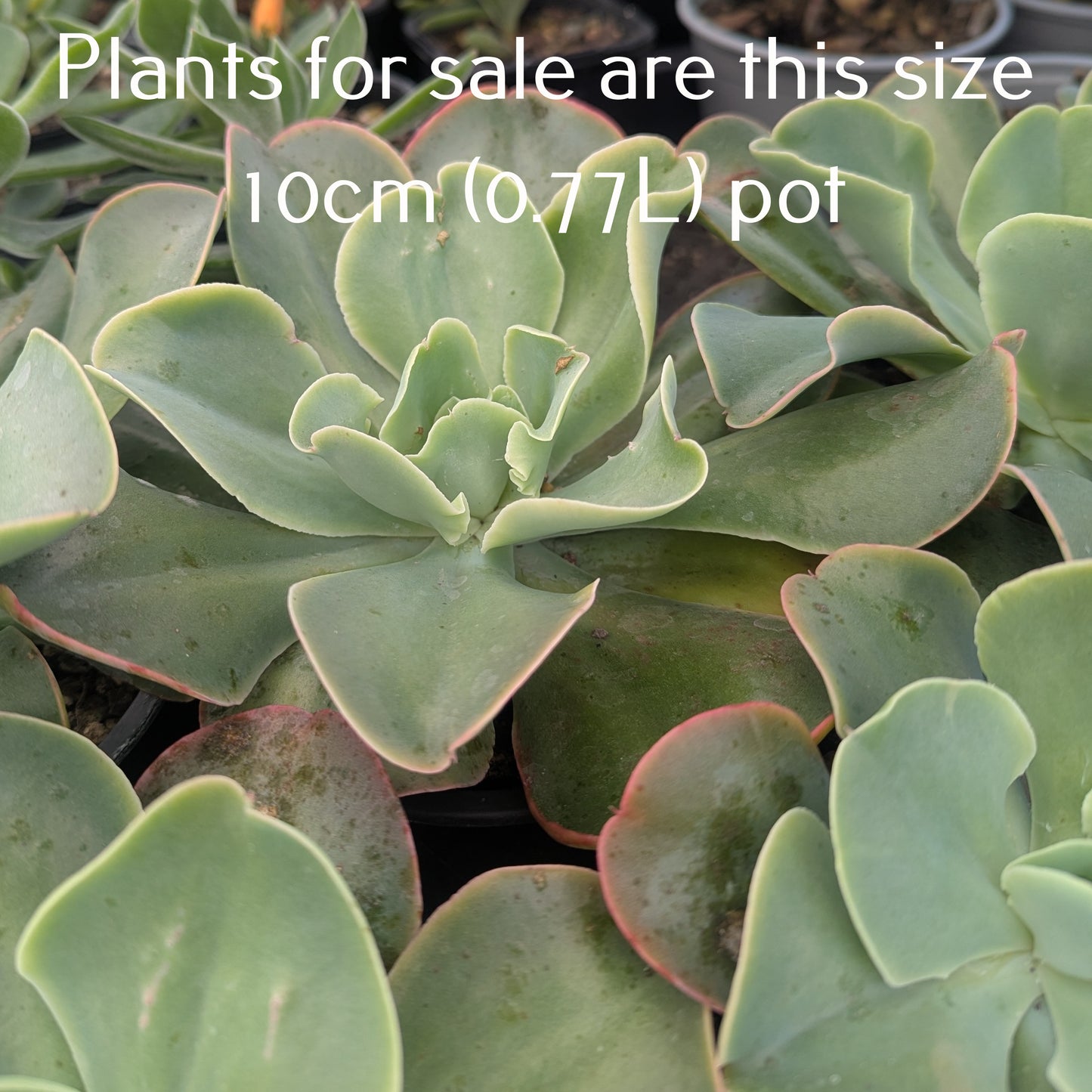 Echeveria Marshmallow | Lincoln