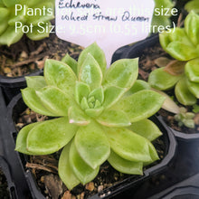Load image into Gallery viewer, Echeveria Wheat Straw Queen

