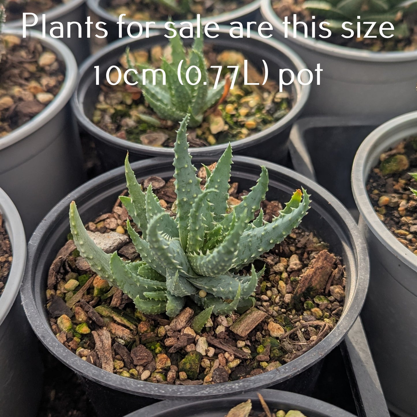 Aloe Hedgehog