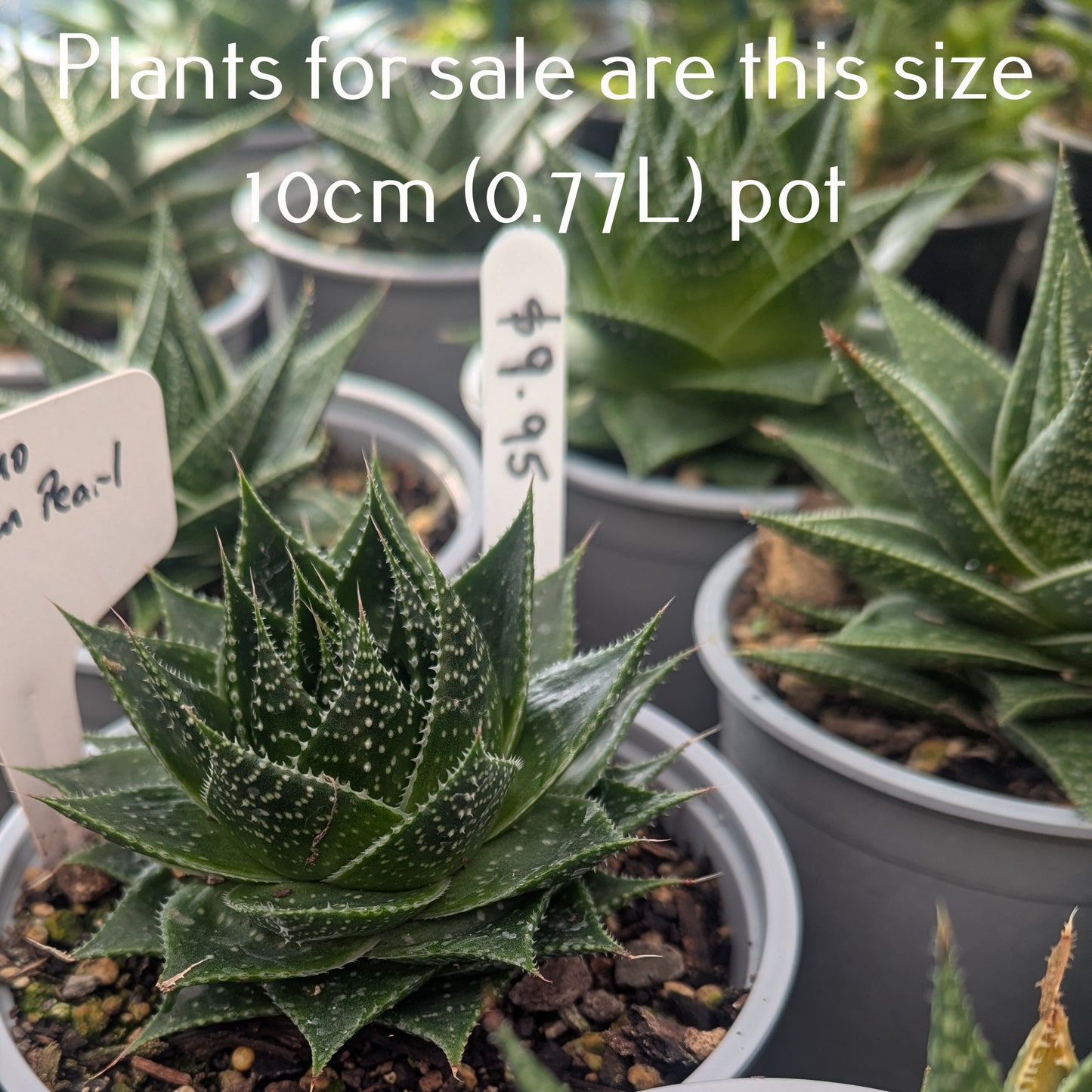 Aloe Cosmo | Green Pearl