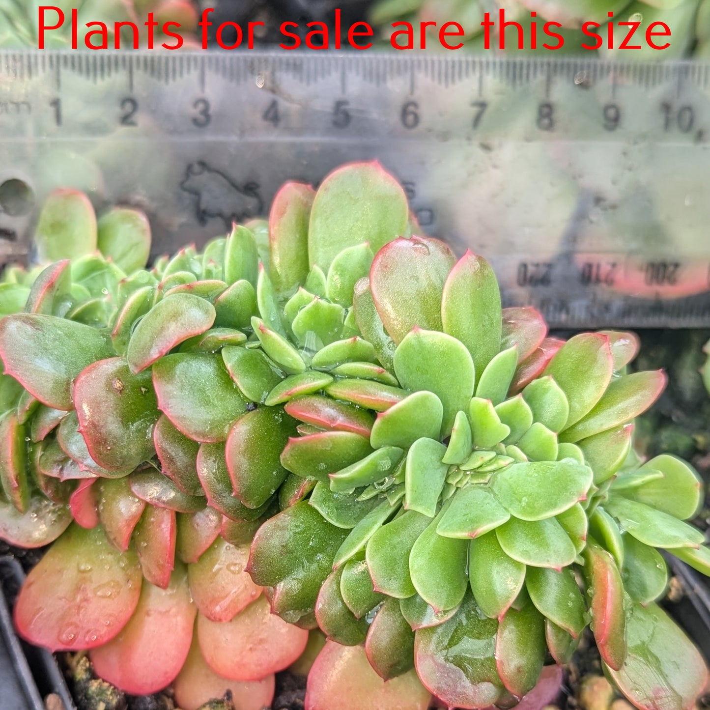 Echeveria Briar Rose Cristata