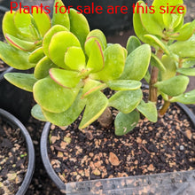 Load image into Gallery viewer, Crassula Ovata | Classic Jade Plant
