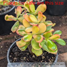 Load image into Gallery viewer, Crassula Ovata &#39;Hummel&#39;s Sunset | Golden Jade
