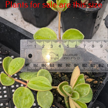 Load image into Gallery viewer, Peperomia Tetraphylla | Peperomia Hope
