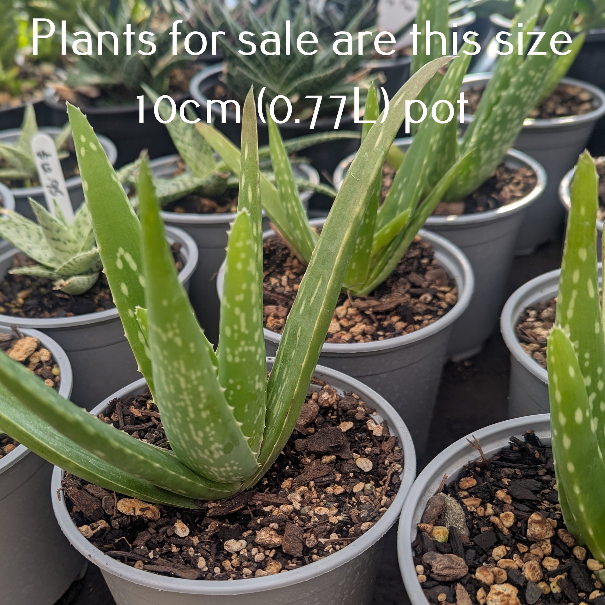 Aloe Vera