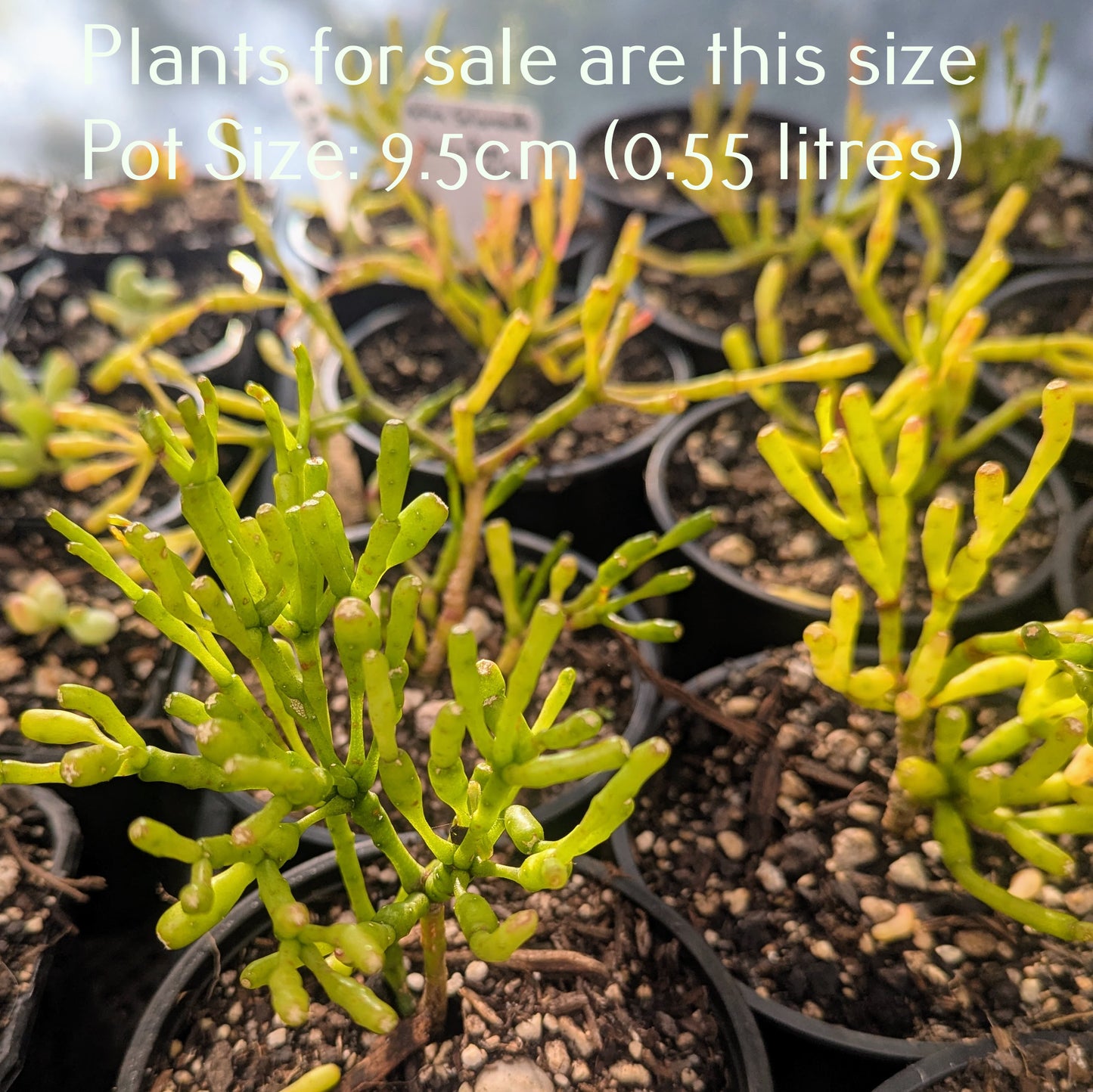 Hatiora Salicornoides | Dancing Bones Cactus