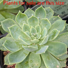 Load image into Gallery viewer, Echeveria Secunda | Hen and Chicks
