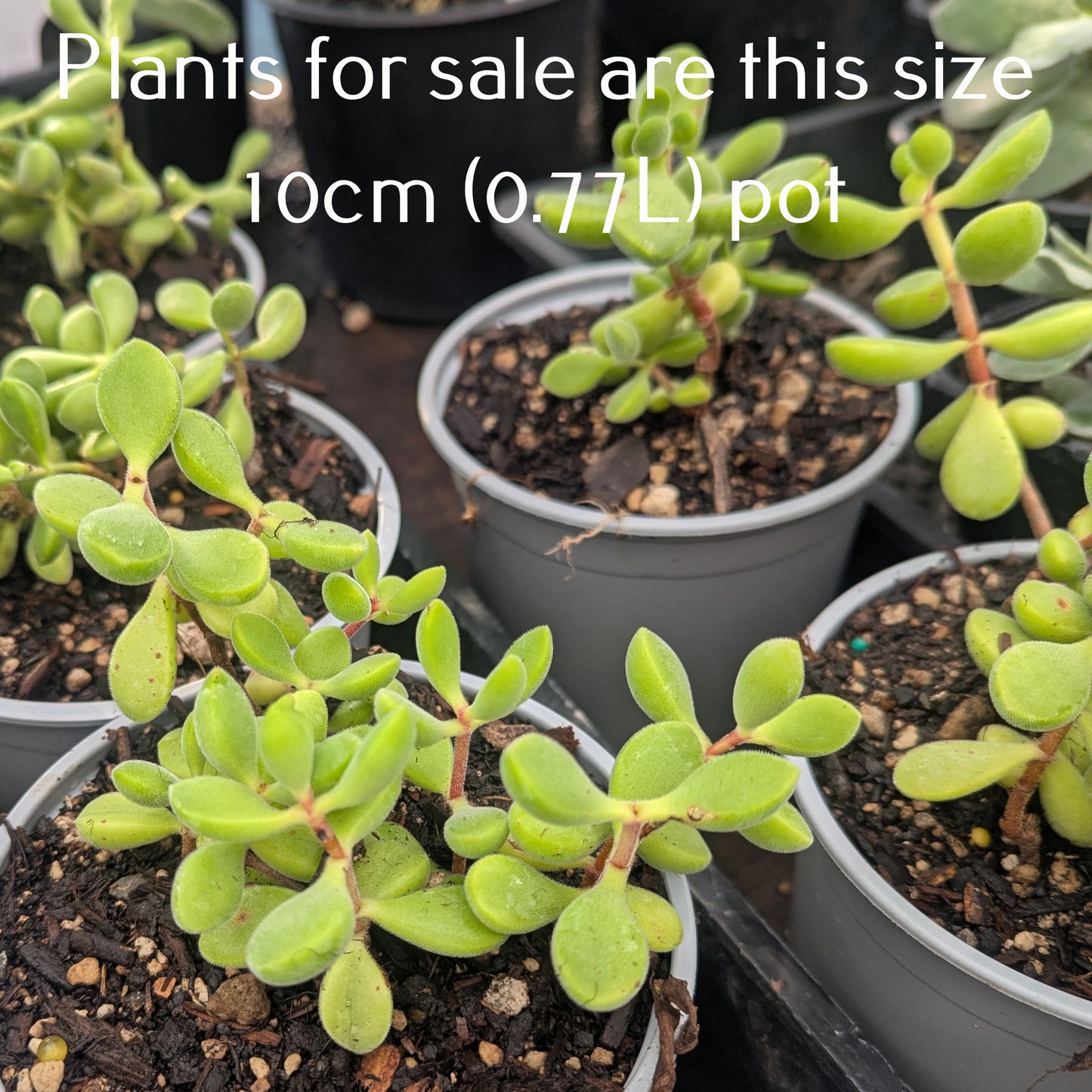 Cotyledon Adscendens