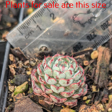 Load image into Gallery viewer, Echeveria Minima
