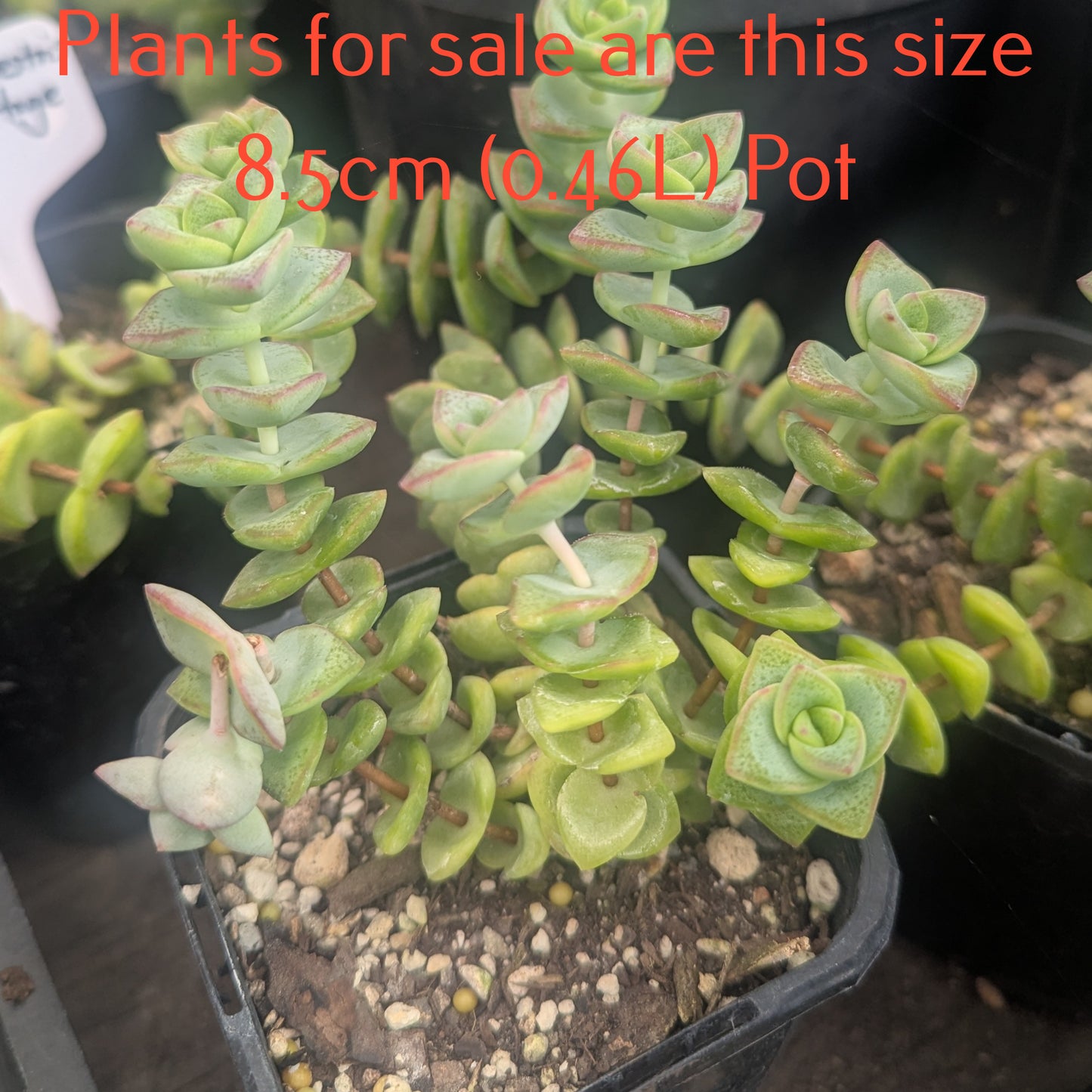 Crassula Rupestris | High Voltage