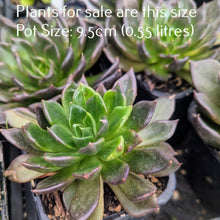 Load image into Gallery viewer, Echeveria Black Prince
