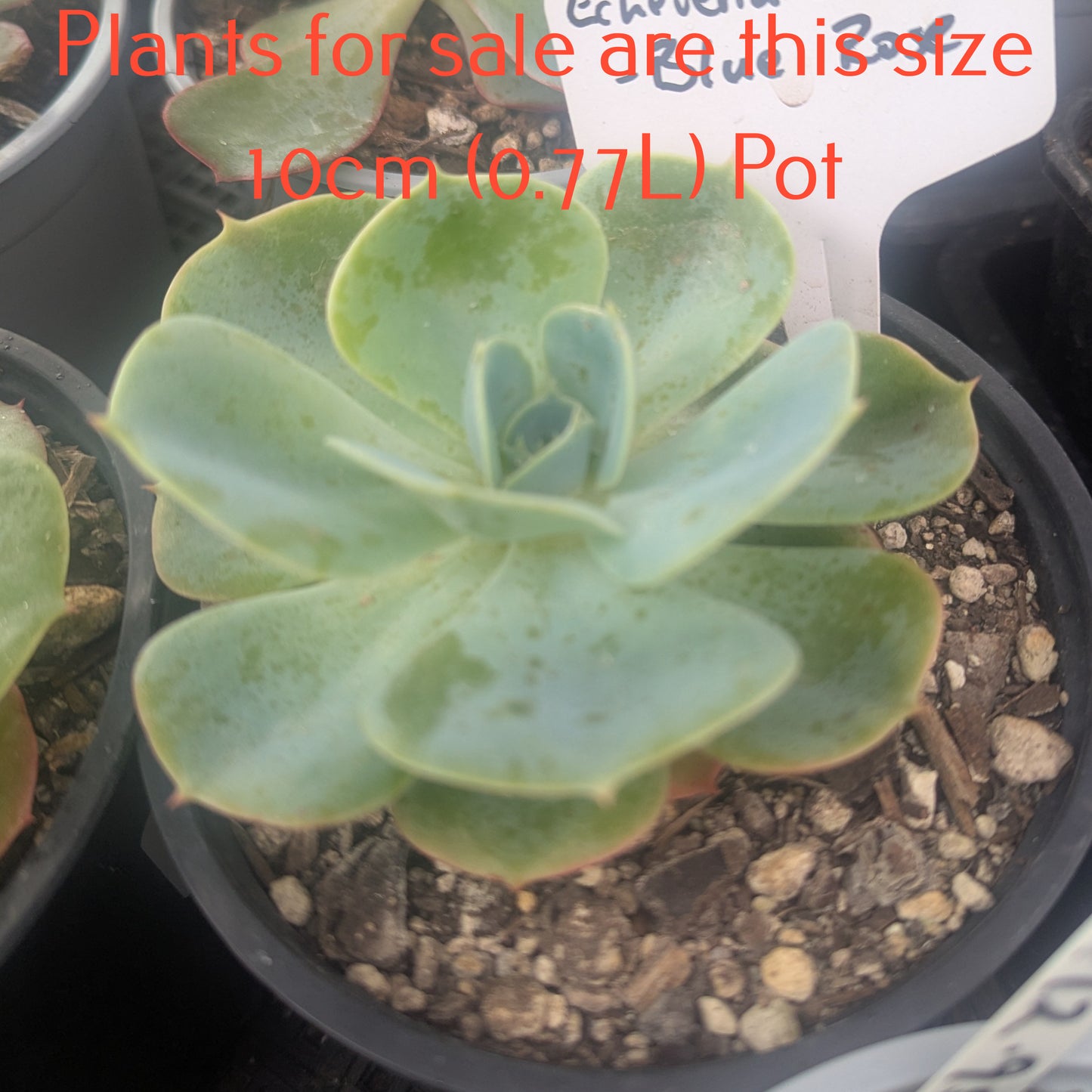 Echeveria Imbricata | Blue Rose