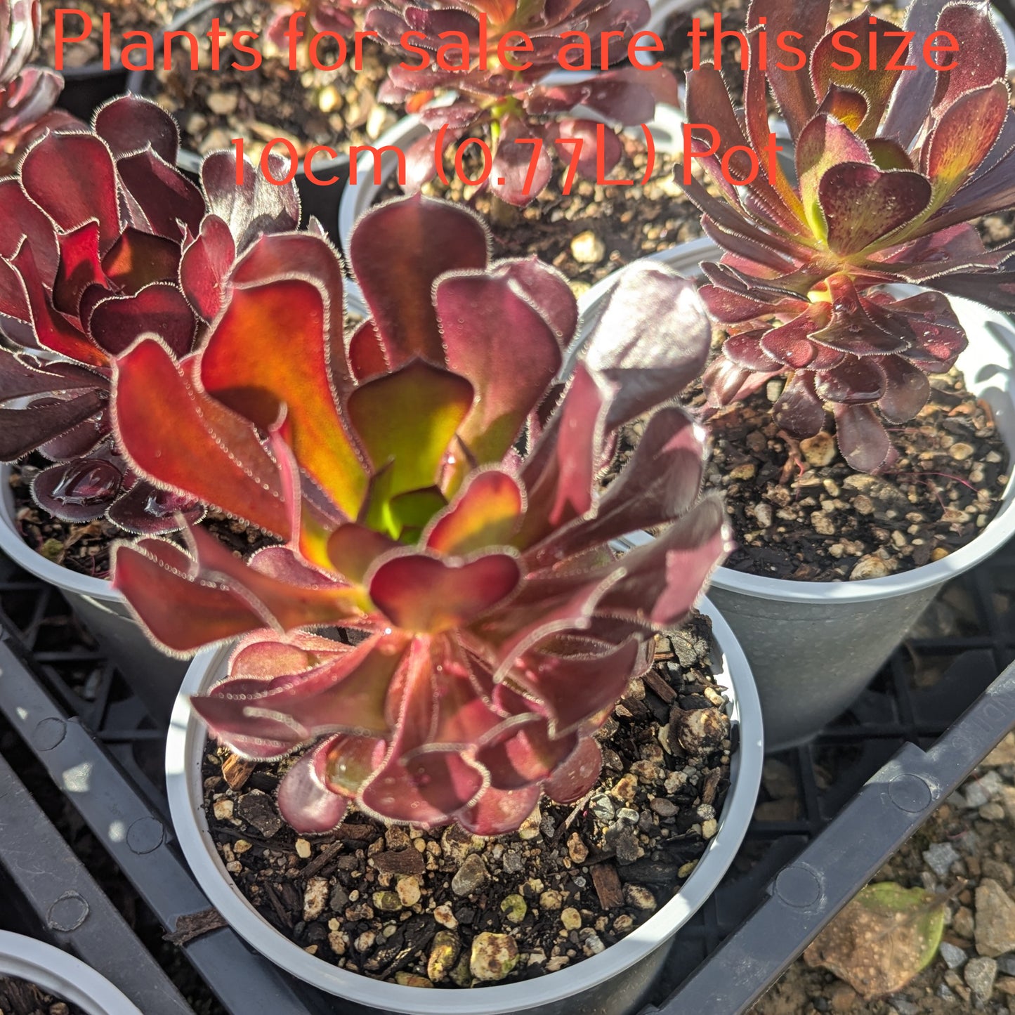 Aeonium Garnet