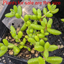 Load image into Gallery viewer, Delosperma Echinatum | Pickle Plant
