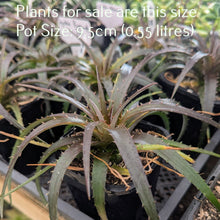 Load image into Gallery viewer, Dyckia Burgundy Ice
