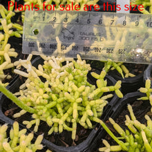 Load image into Gallery viewer, Rhipsalis Cereuscula | Coral Cactus
