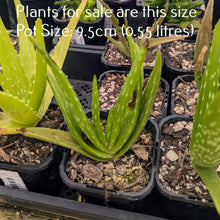 Load image into Gallery viewer, Aloe Vera | Aloe Barbadensis Miller
