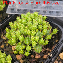 Load image into Gallery viewer, Euphorbia Mammillaris Monstrose
