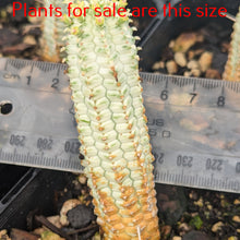 Load image into Gallery viewer, Euphorbia Mammillaris Variegata Corn Cob Cactus
