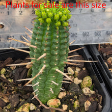 Load image into Gallery viewer, Euphorbia mammillaris - Indian Corn Cob
