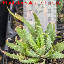 Load image into Gallery viewer, Aloe Humilis | Spider Aloe
