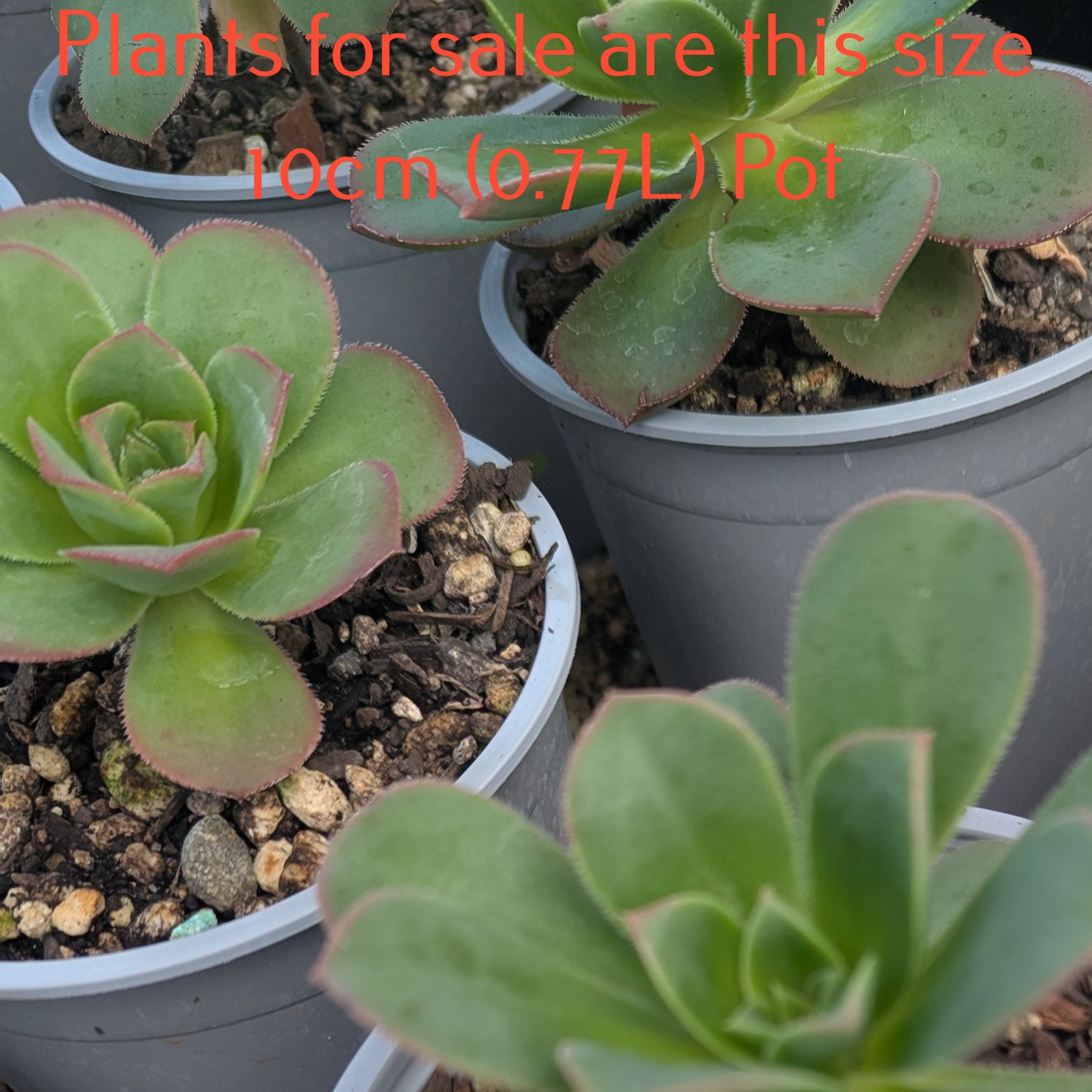 Aeonium Bronze Medal