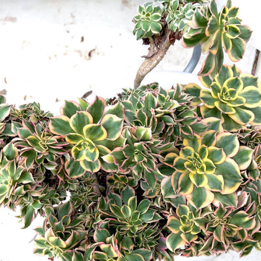 Aeonium Sunburst Crested