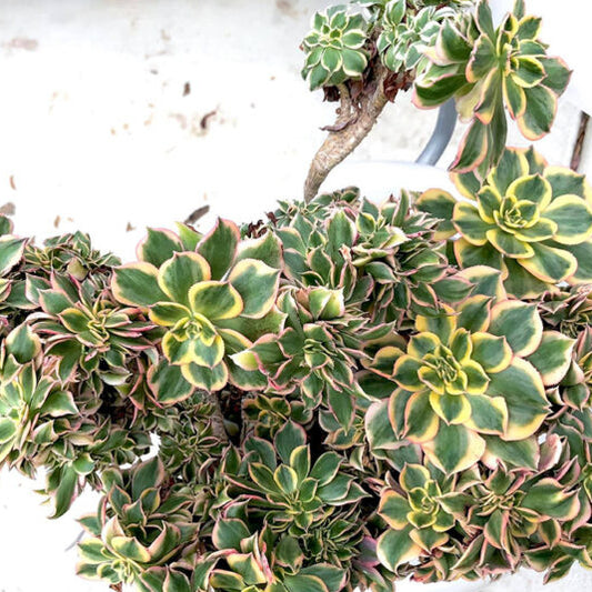 Aeonium Sunburst Crested