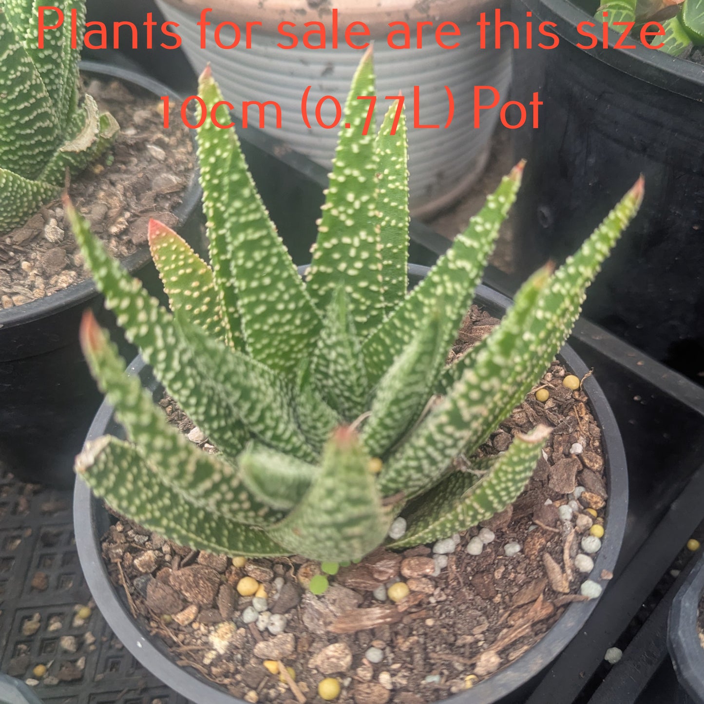 Haworthia Tulista Kingiana | Haworthia Zenigata