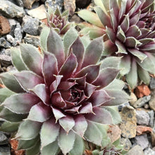 Load image into Gallery viewer, Sempervivum Grape Tone
