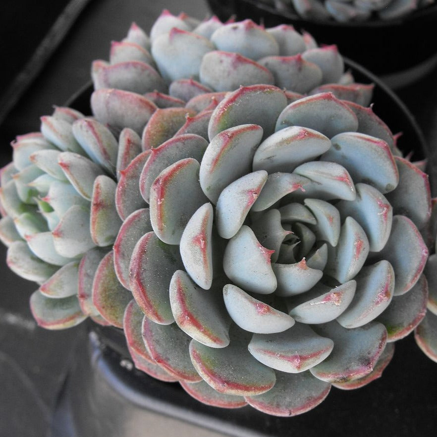 Echeveria Minima