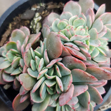 Load image into Gallery viewer, Echeveria Briar Rose Cristata
