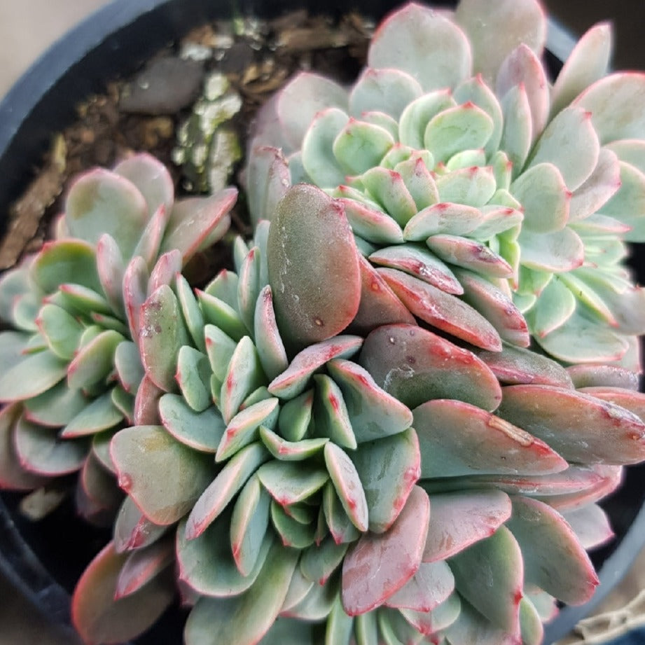 Echeveria Briar Rose Cristata