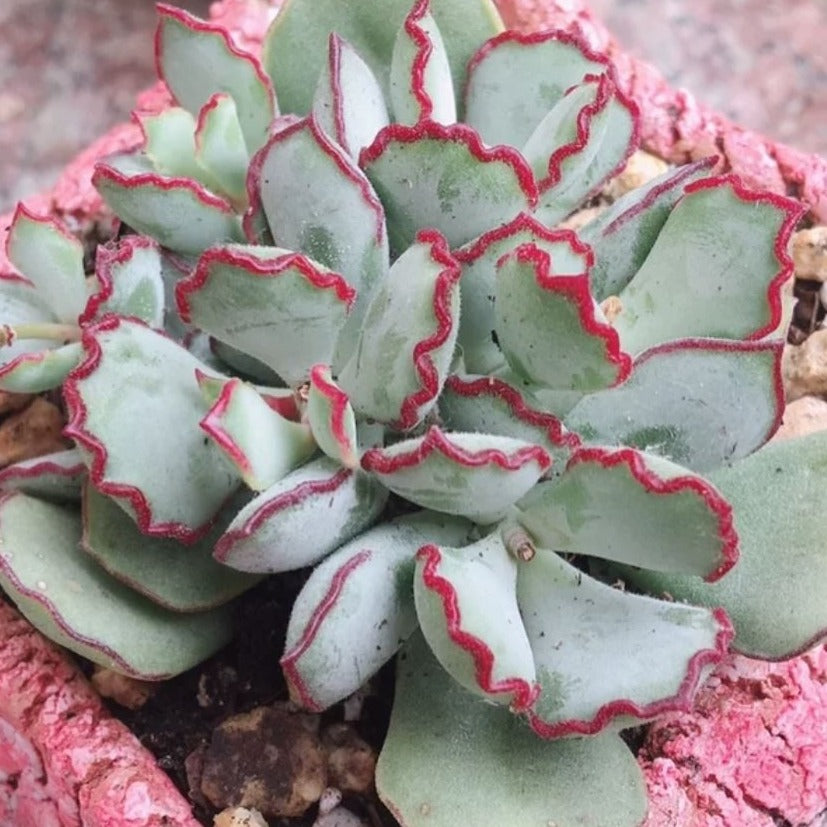 Cotyledon Papillaris | Choco Line