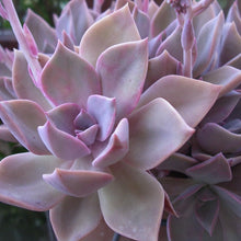 Load image into Gallery viewer, Graptoveria Douglas Huth
